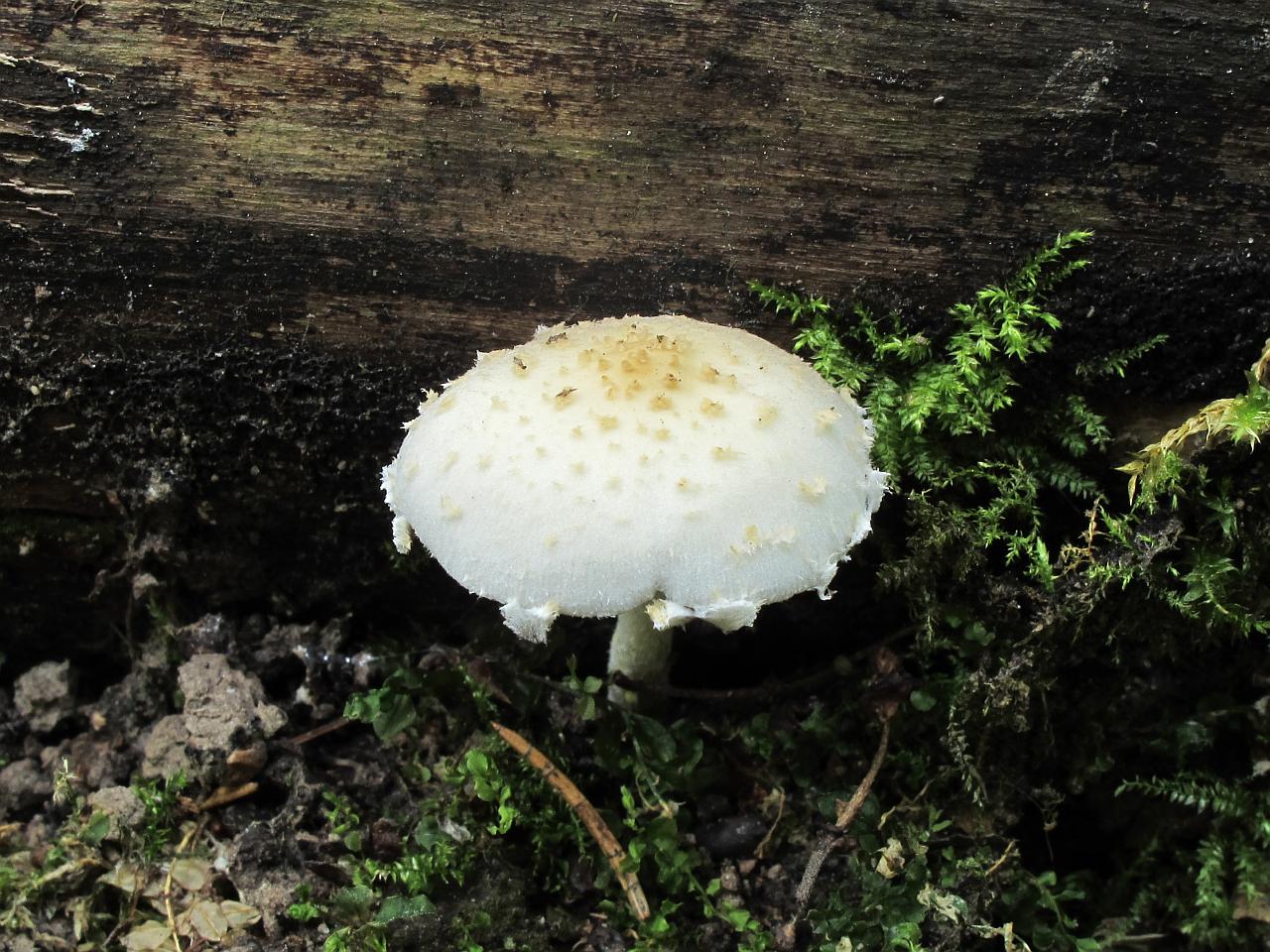 Psathyrella candolleana