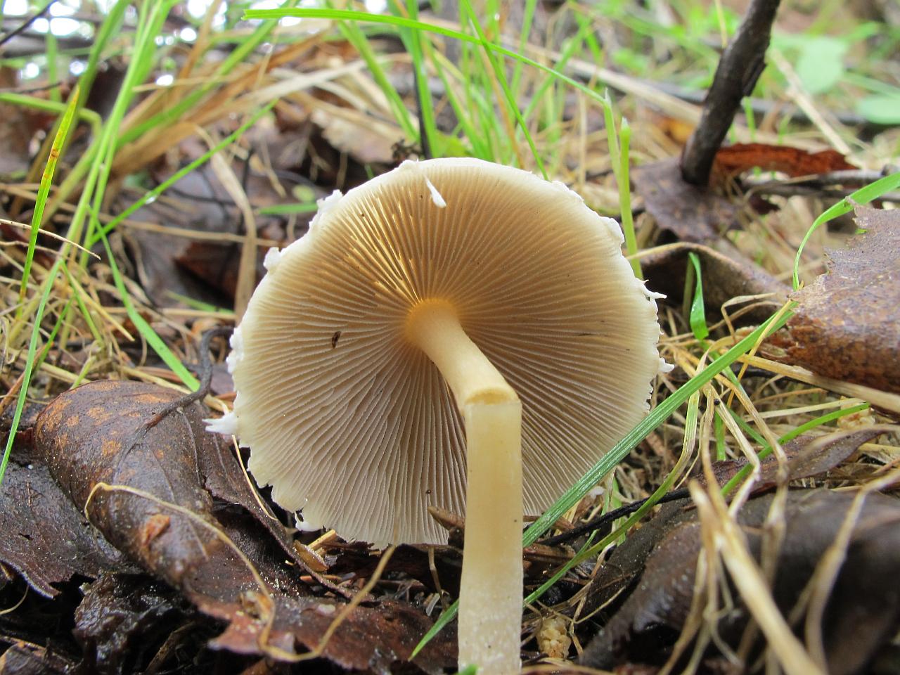 Psathyrella candolleana