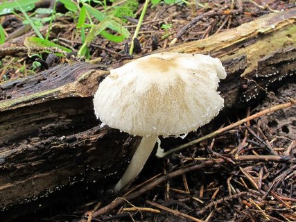 Psathyrella candolleana