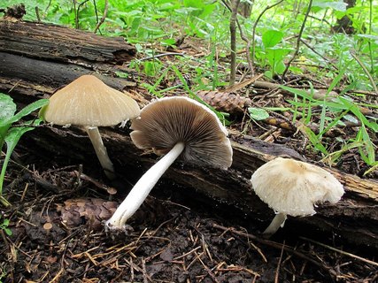 Psathyrella candolleana