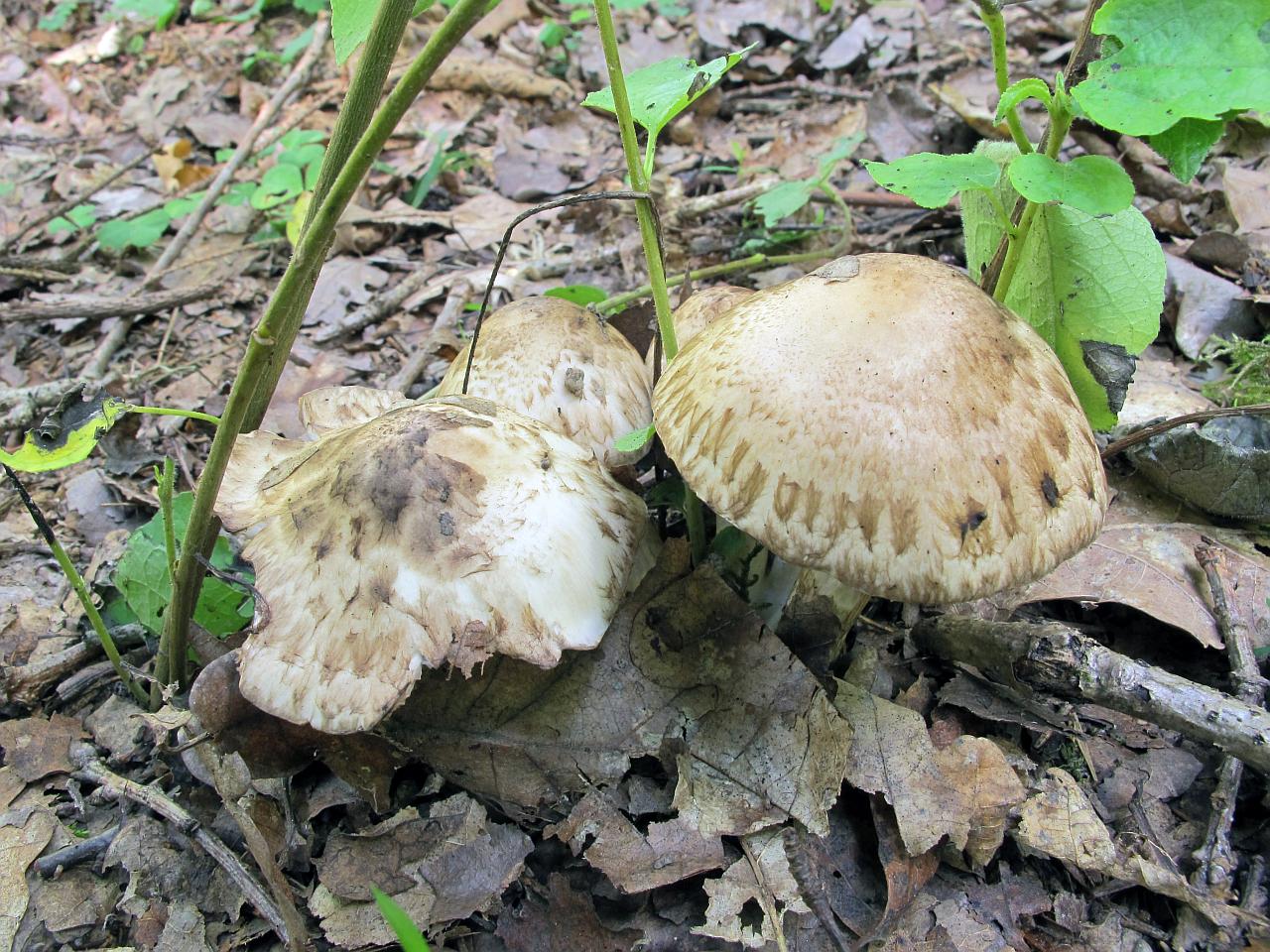Psathyrella cotonea