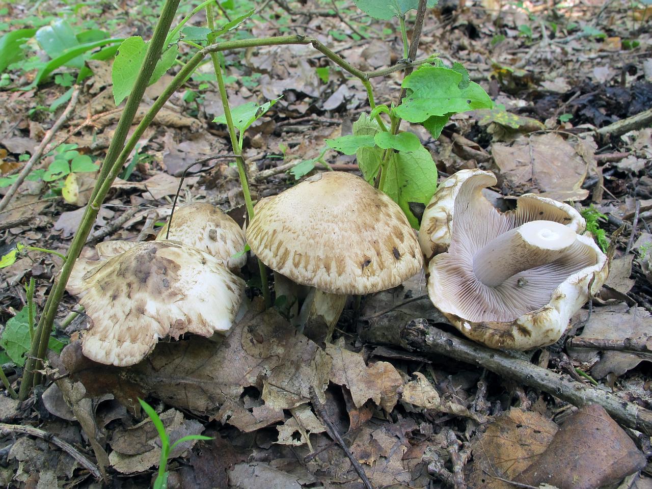 Psathyrella cotonea