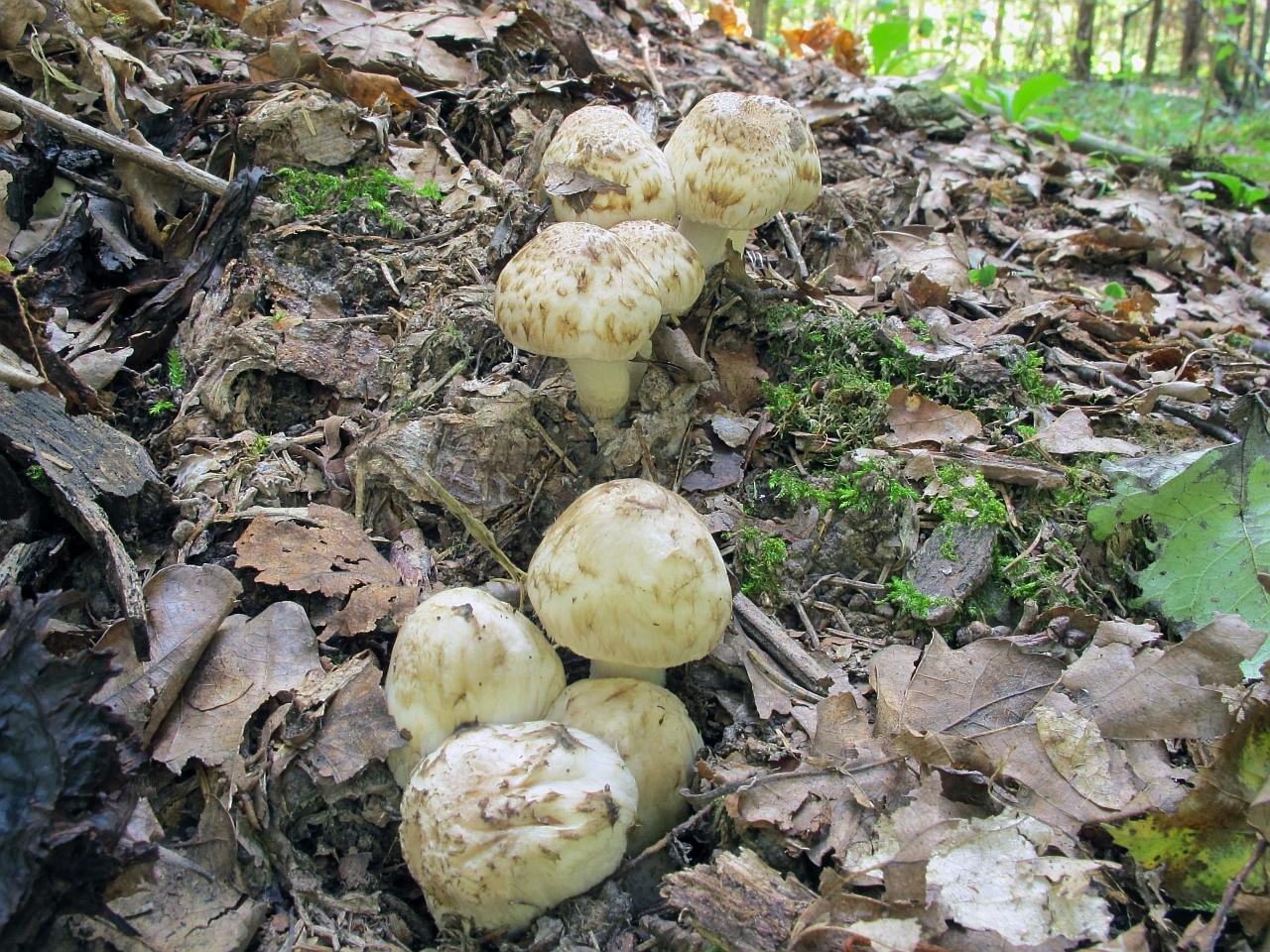 Psathyrella cotonea