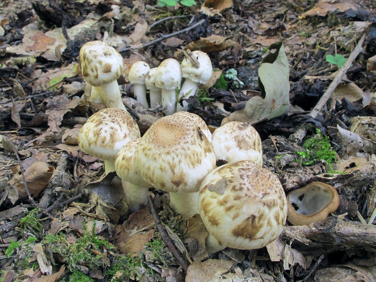 Psathyrella cotonea