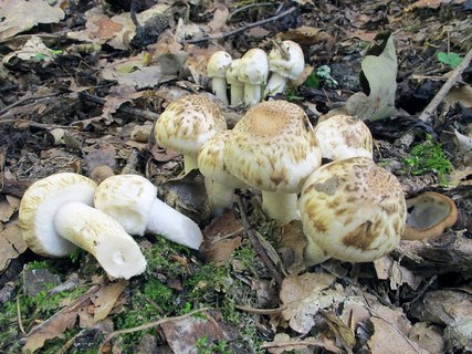 Psathyrella cotonea