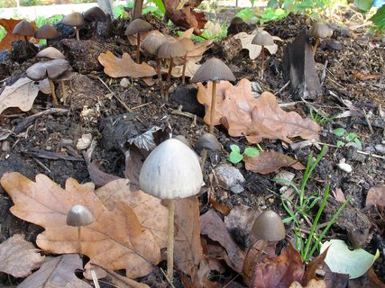 Psathyrella gracilis