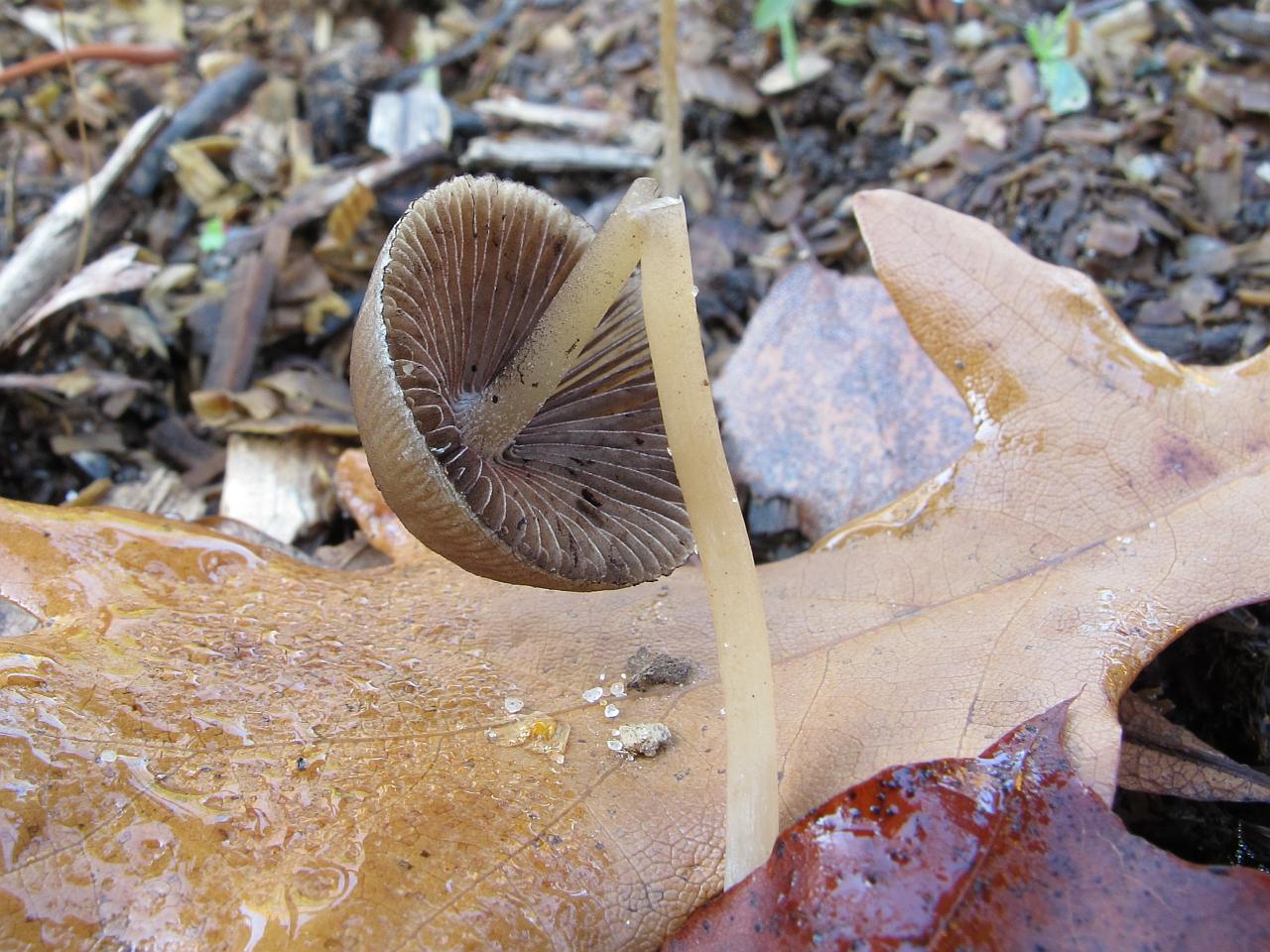 Psathyrella gracilis
