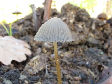 Psathyrella gracilis