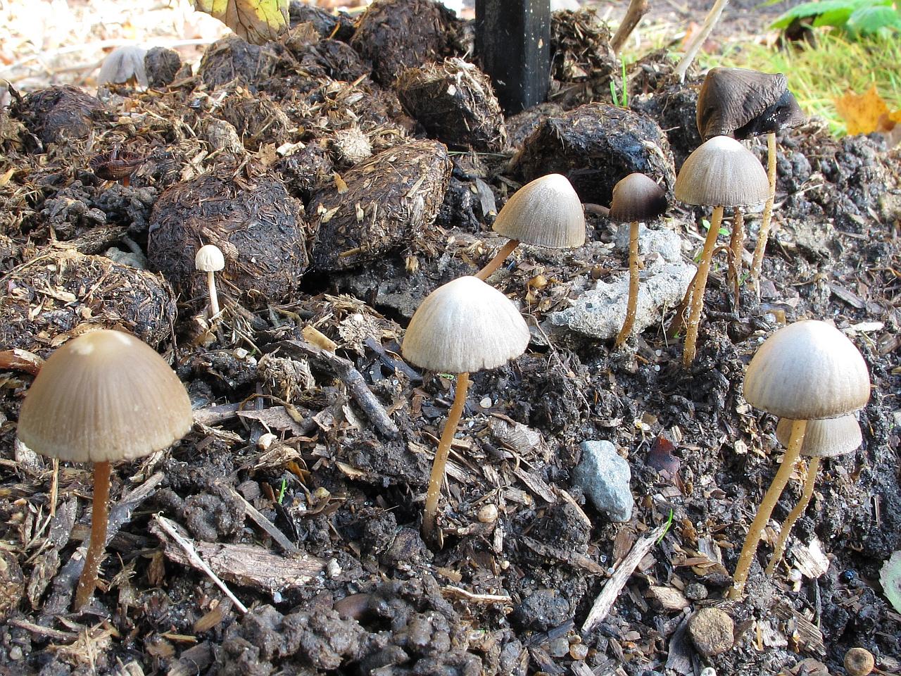 Psathyrella gracilis