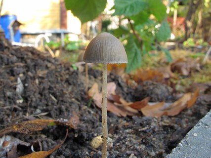 Psathyrella gracilis