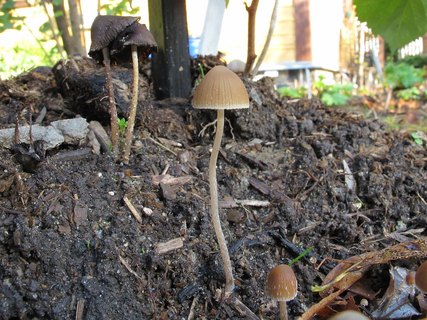 Psathyrella gracilis