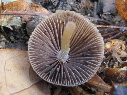 Psathyrella gracilis