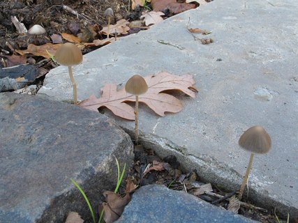 Psathyrella gracilis