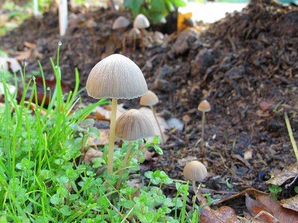 Psathyrella gracilis