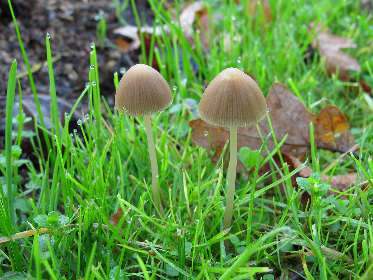 Psathyrella gracilis