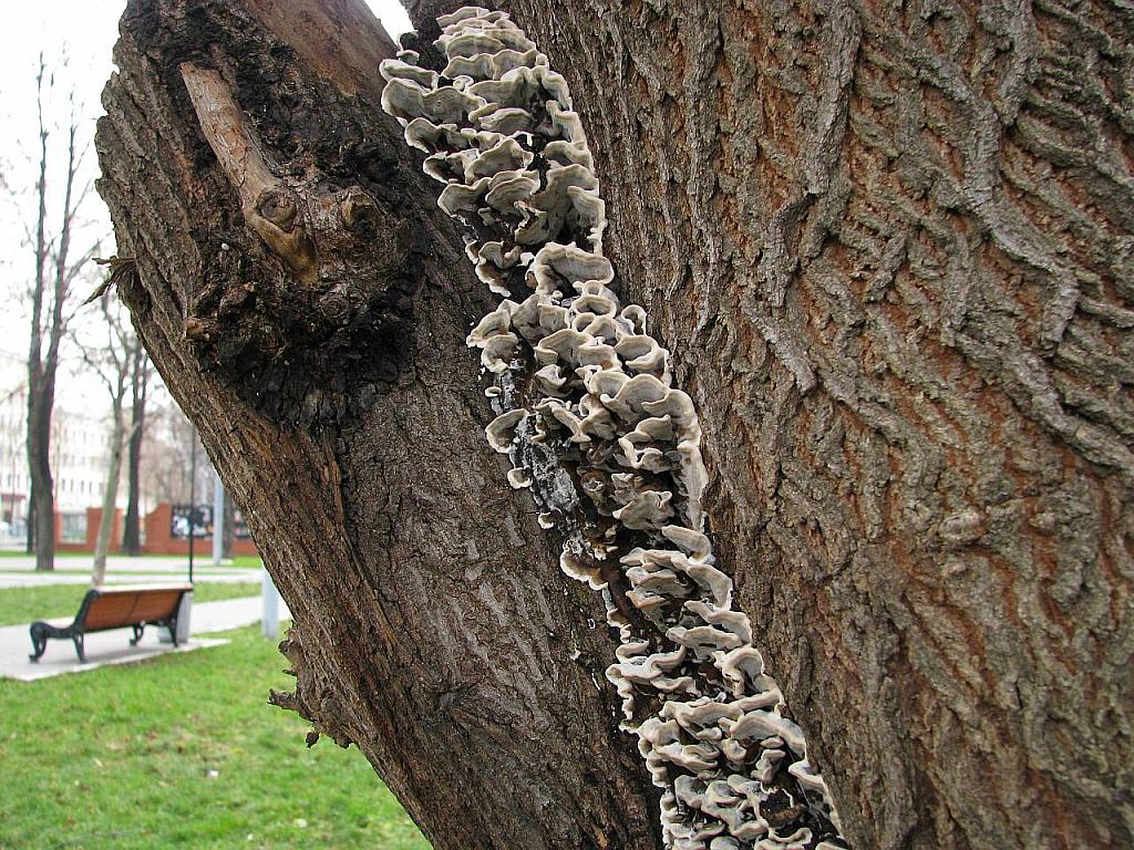 Bjerkandera adusta