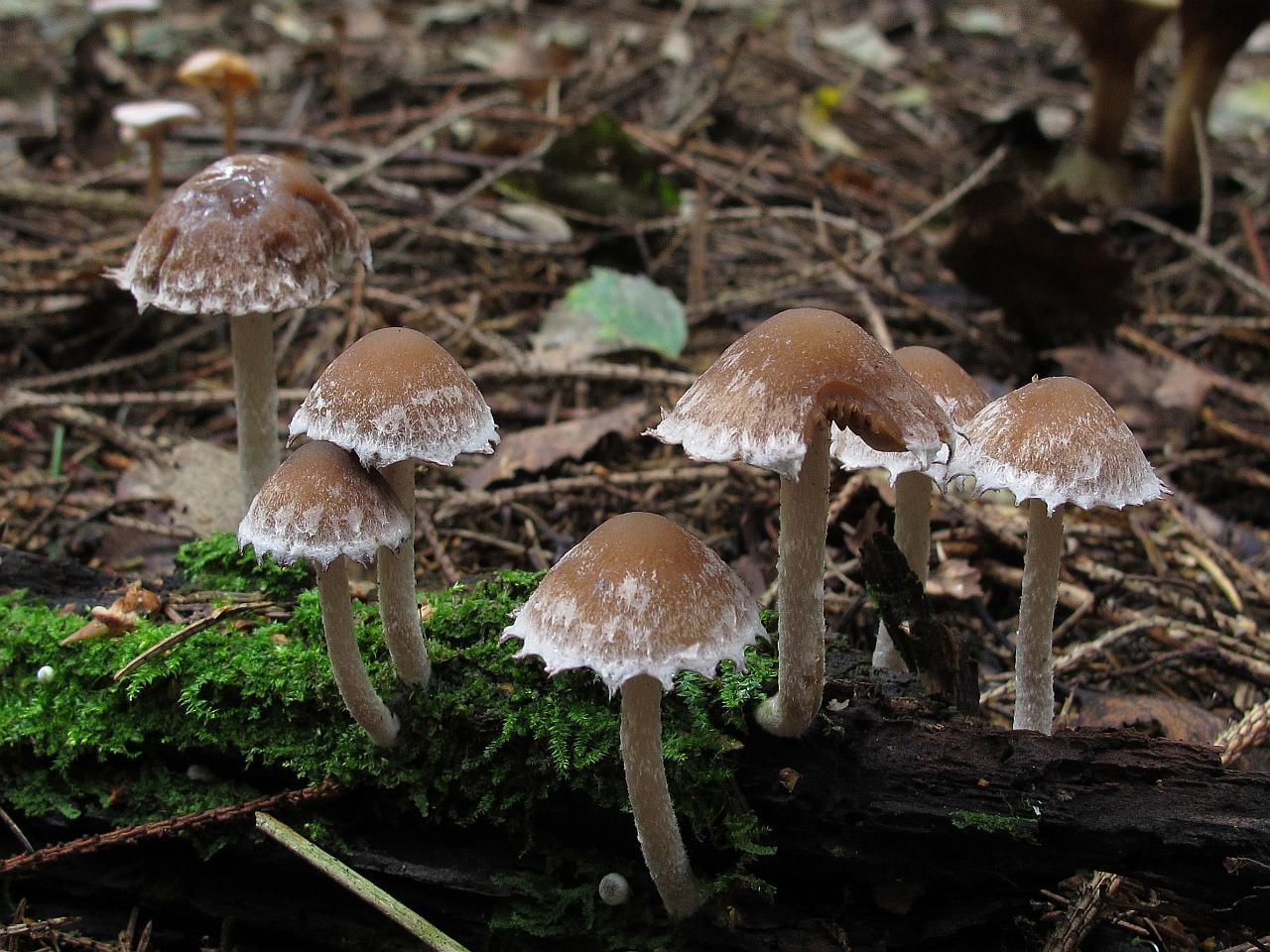 Psathyrella olympiana