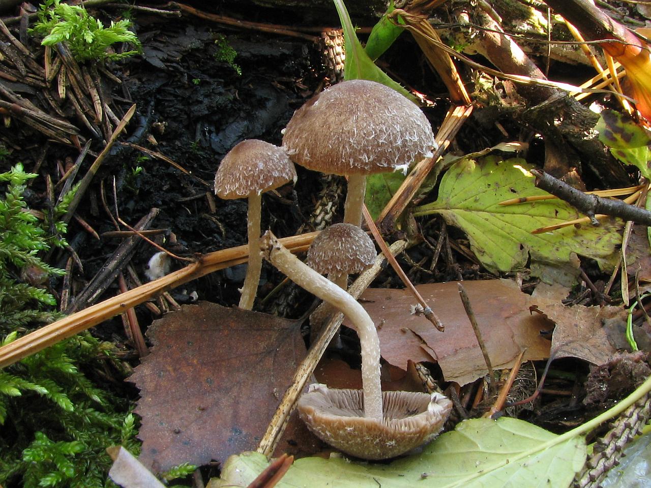 Psathyrella pennata