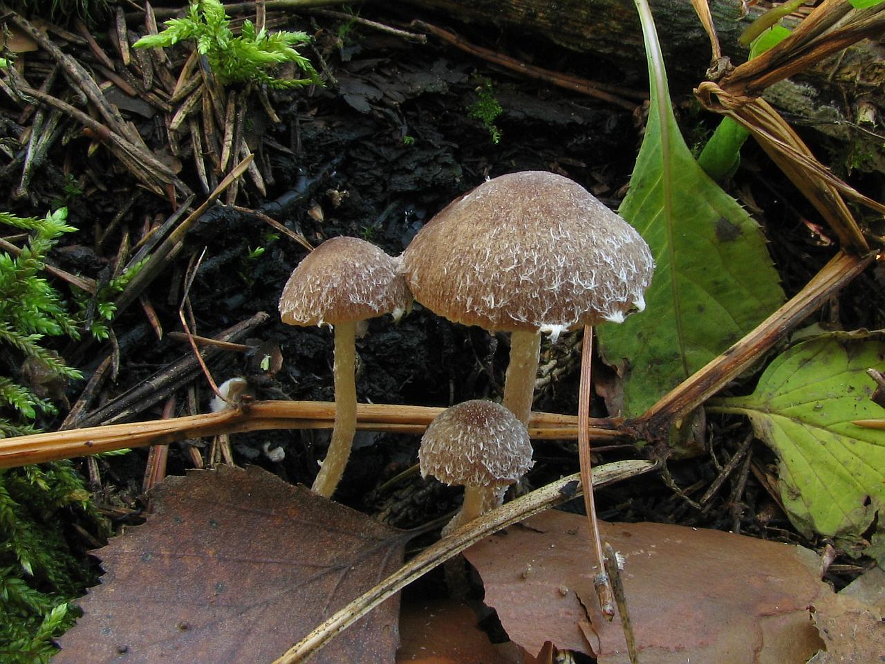 Psathyrella pennata