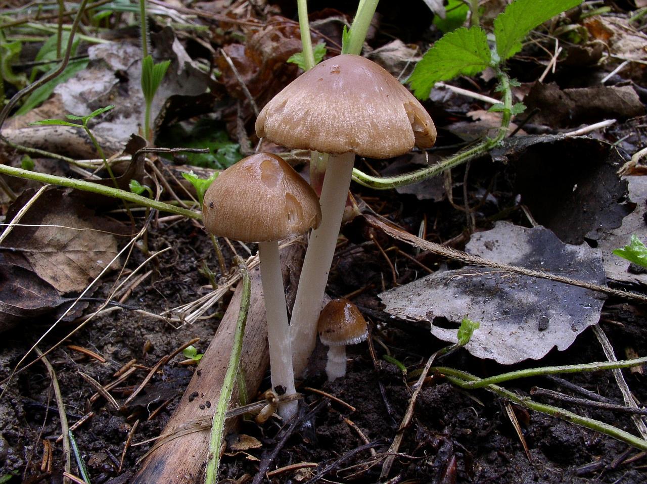 Psathyrella spadiceogrisea
