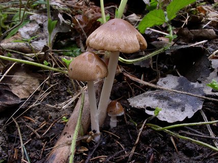 Psathyrella spadiceogrisea