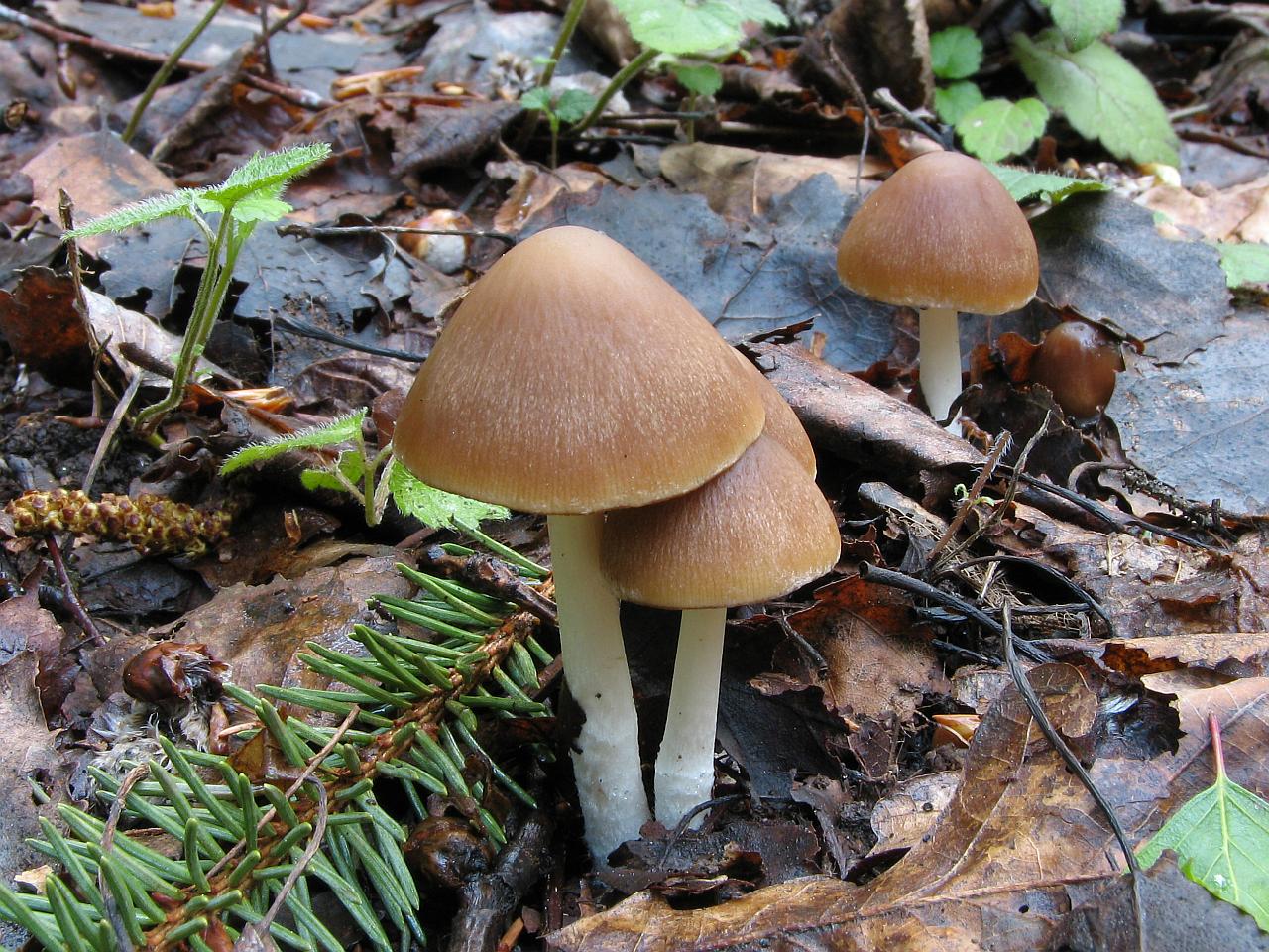 Psathyrella spadiceogrisea