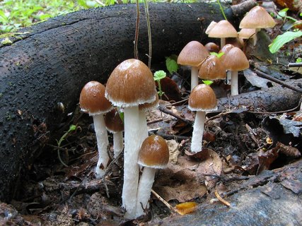 Psathyrella spadiceogrisea