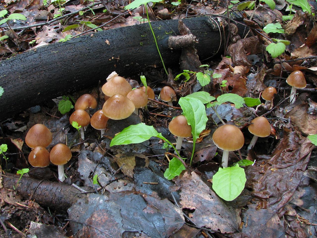 Psathyrella spadiceogrisea
