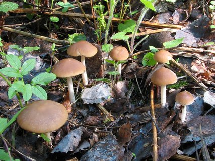 Psathyrella spadiceogrisea