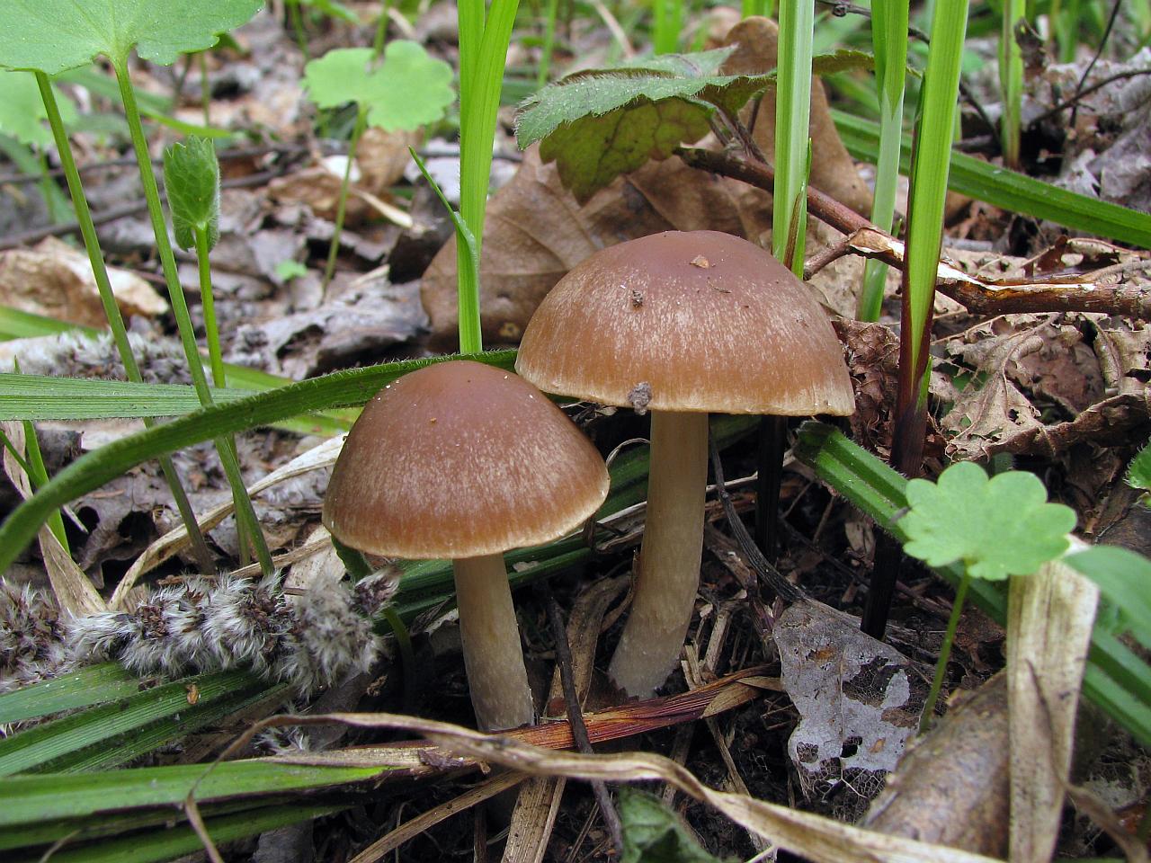 Psathyrella spadiceogrisea