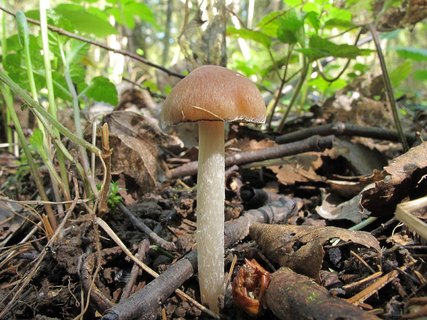 Psathyrella spadiceogrisea