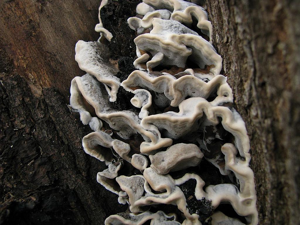 Bjerkandera adusta