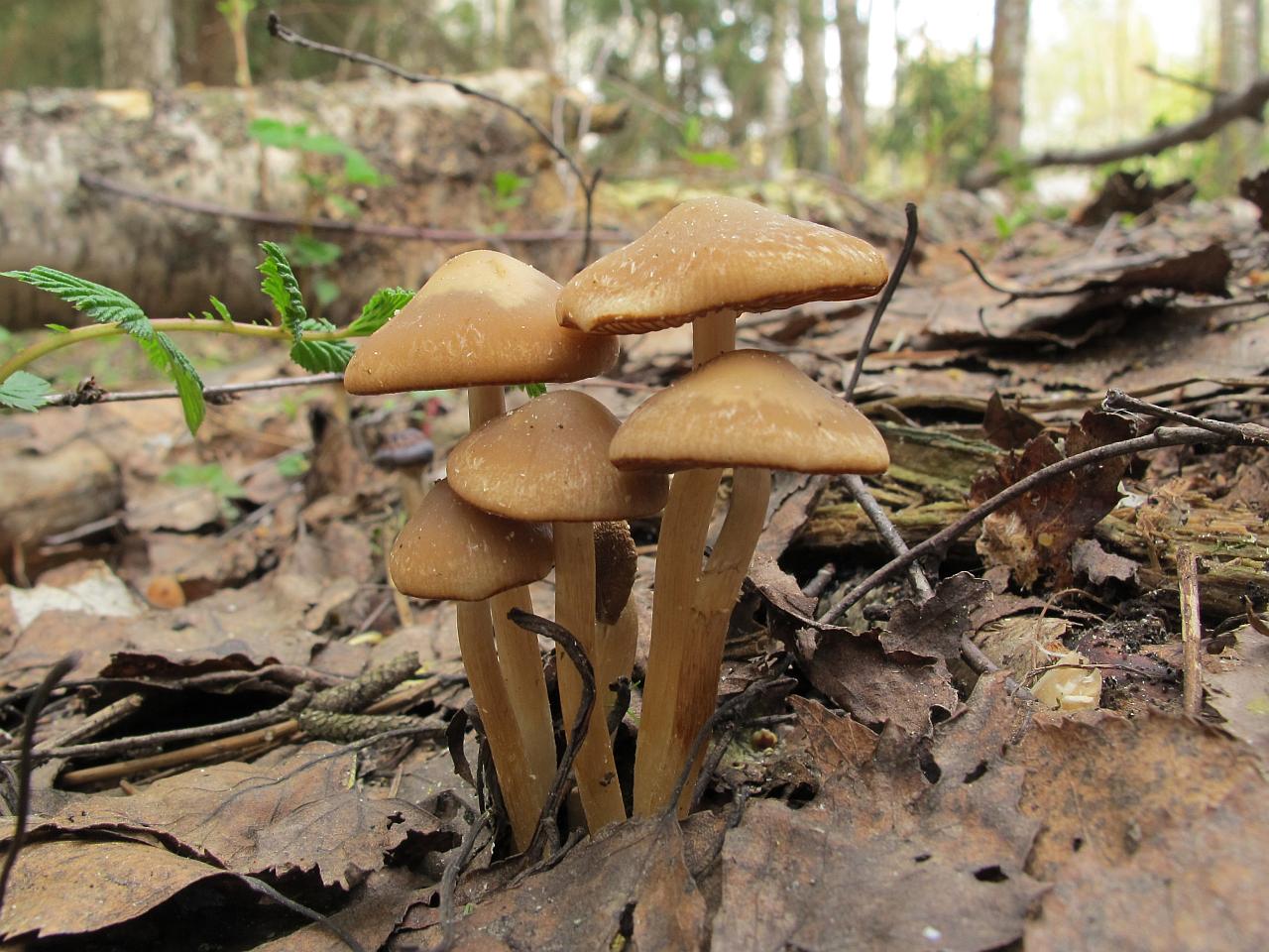 Psathyrella spadiceogrisea