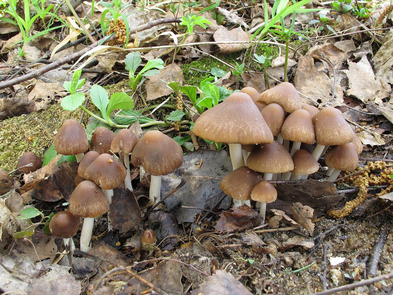 Psathyrella spadiceogrisea