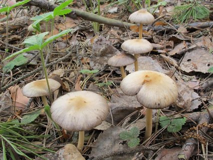 Psathyrella spadiceogrisea