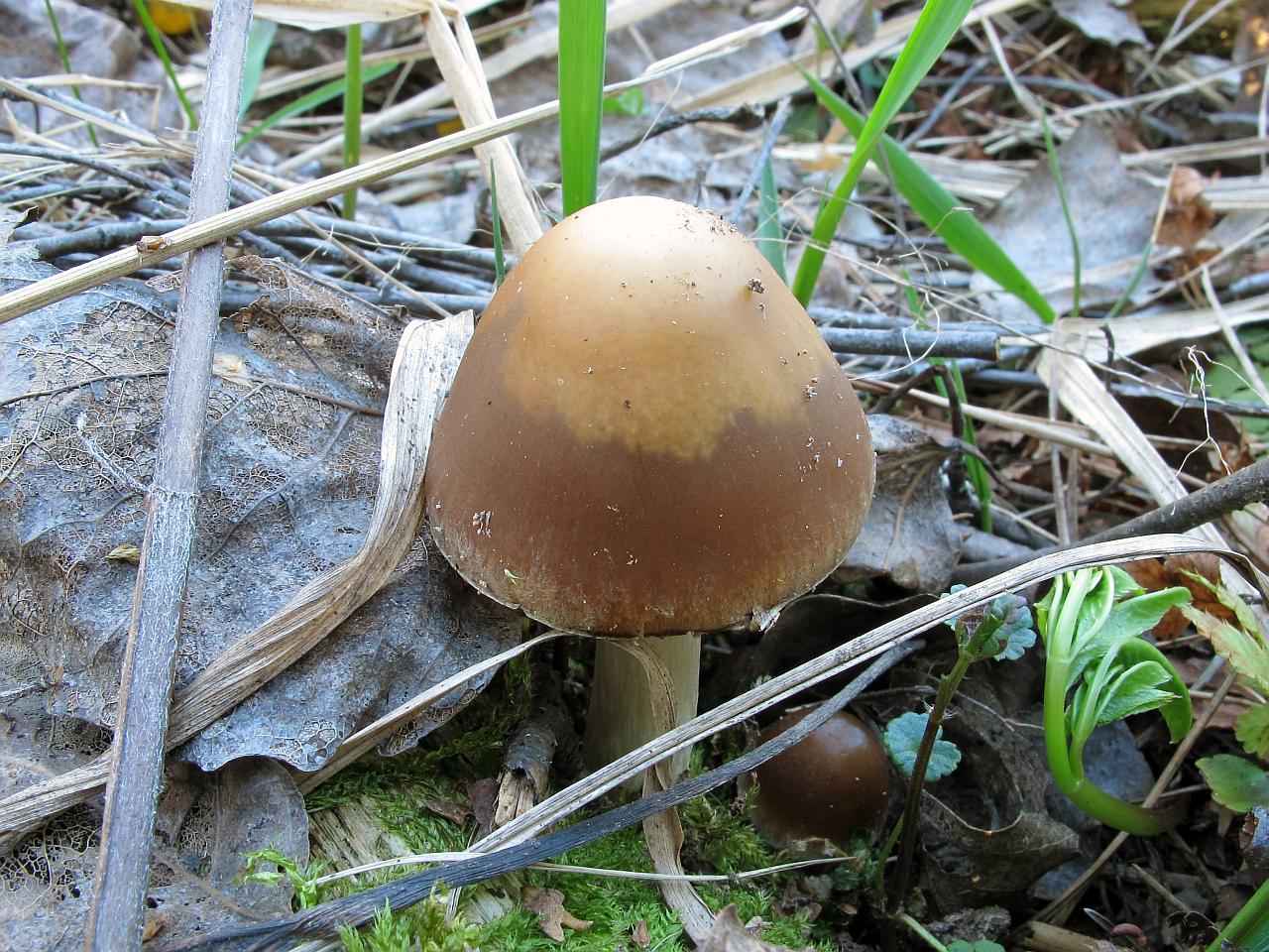 Psathyrella spadiceogrisea