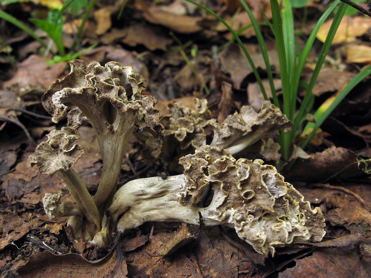 Pseudocraterellus