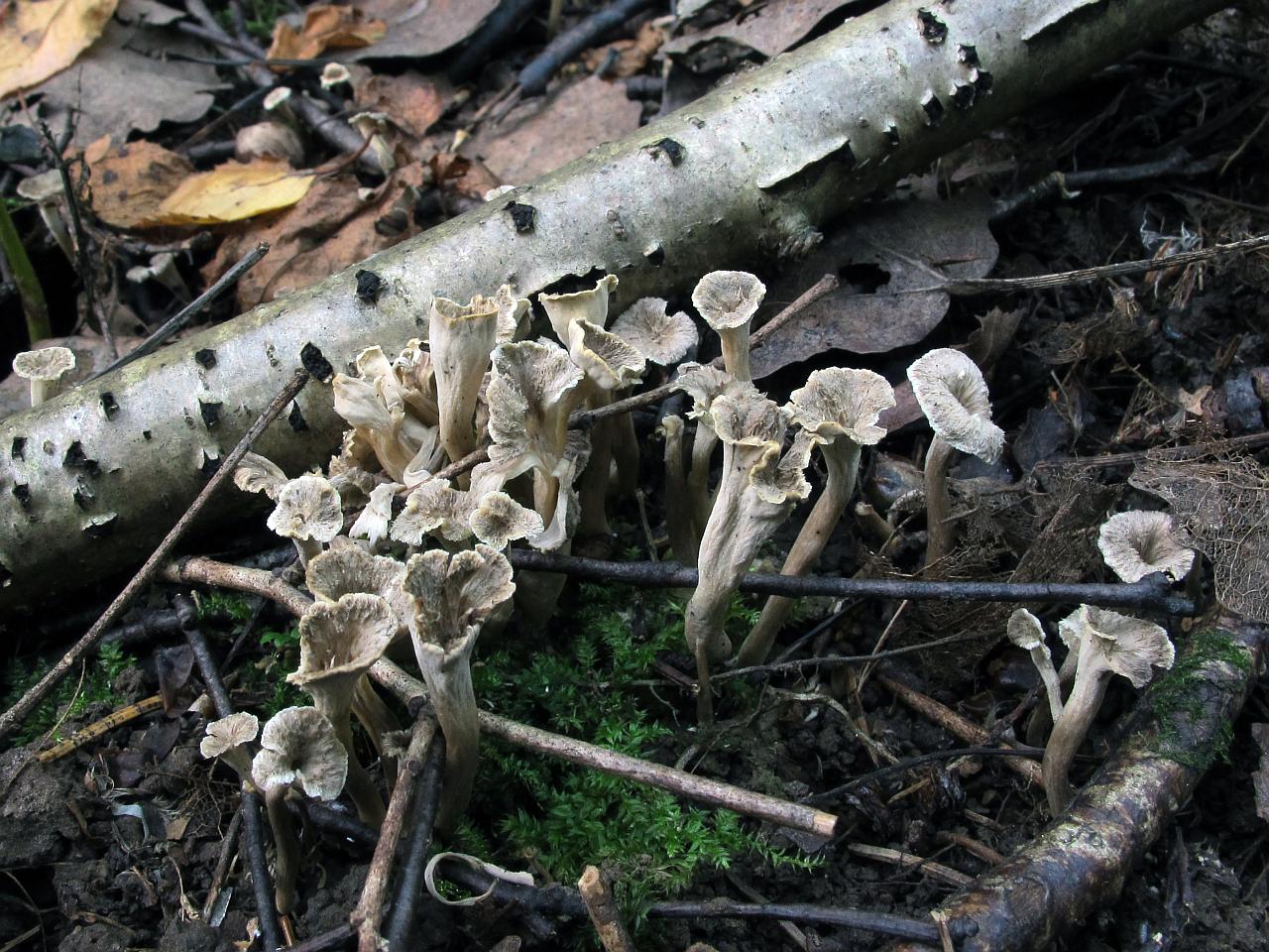 Pseudocraterellus undulatus