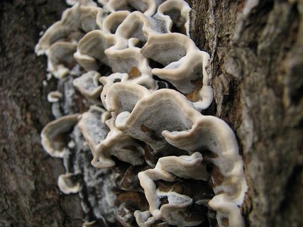 Bjerkandera adusta