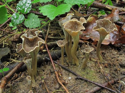 Pseudocraterellus undulatus