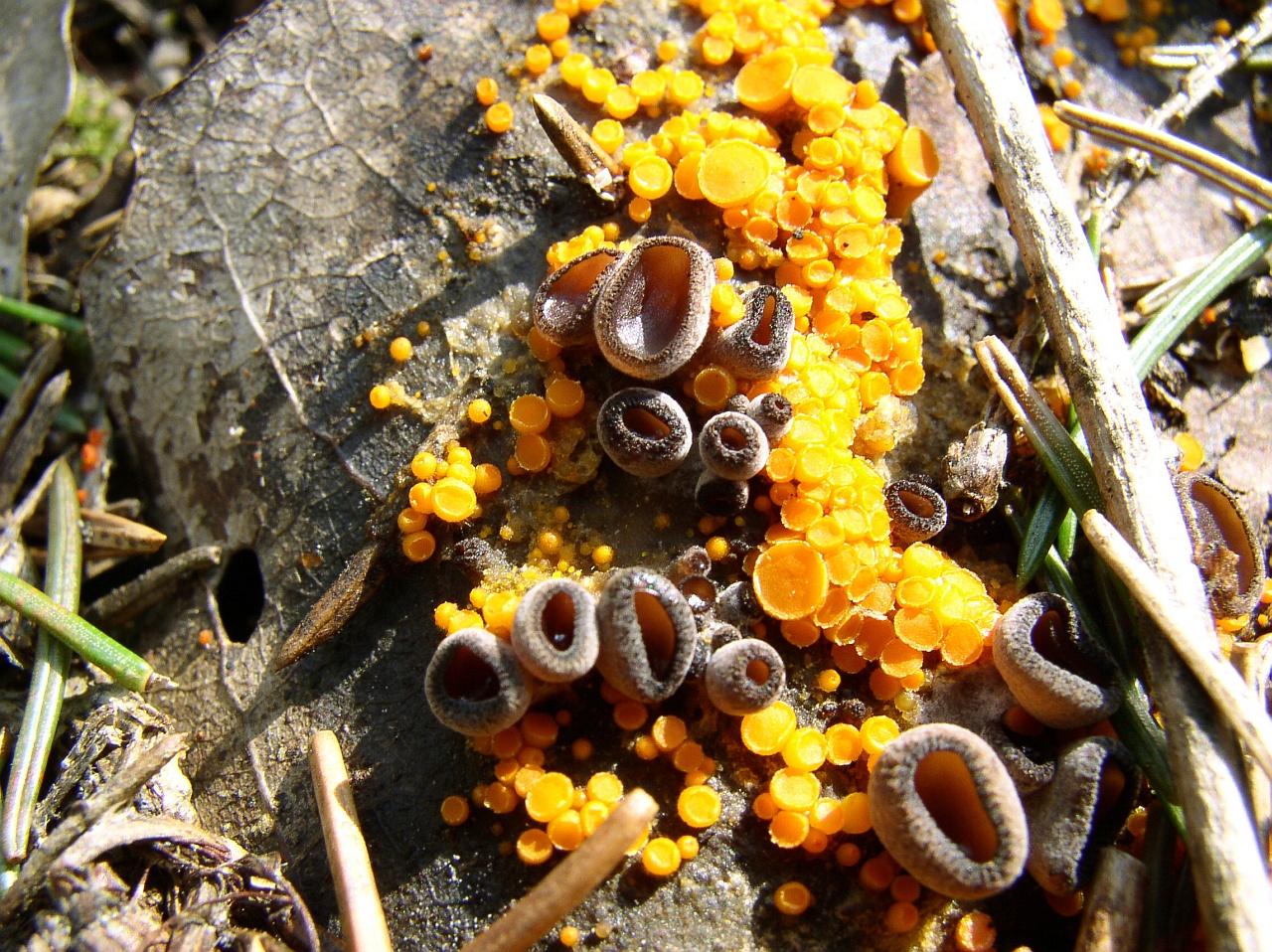 Pseudombrophila aggregata