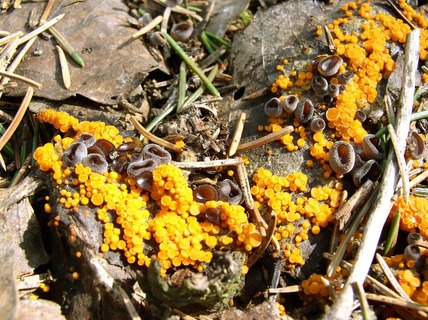Pseudombrophila aggregata