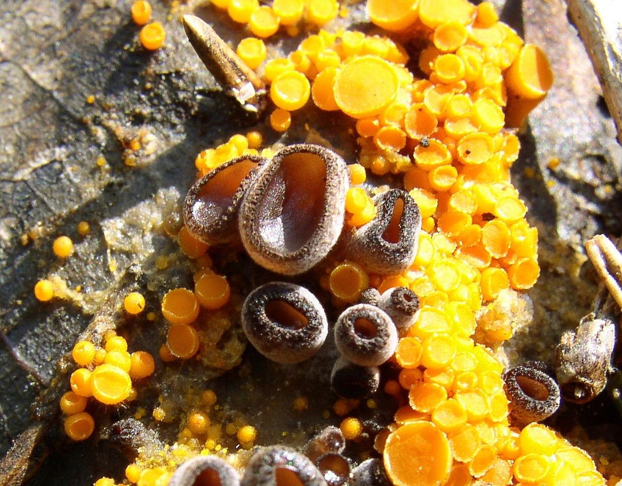 Pseudombrophila aggregata