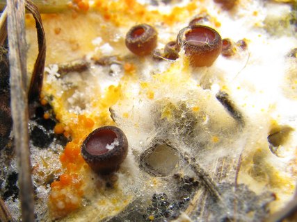 Pseudombrophila aggregata