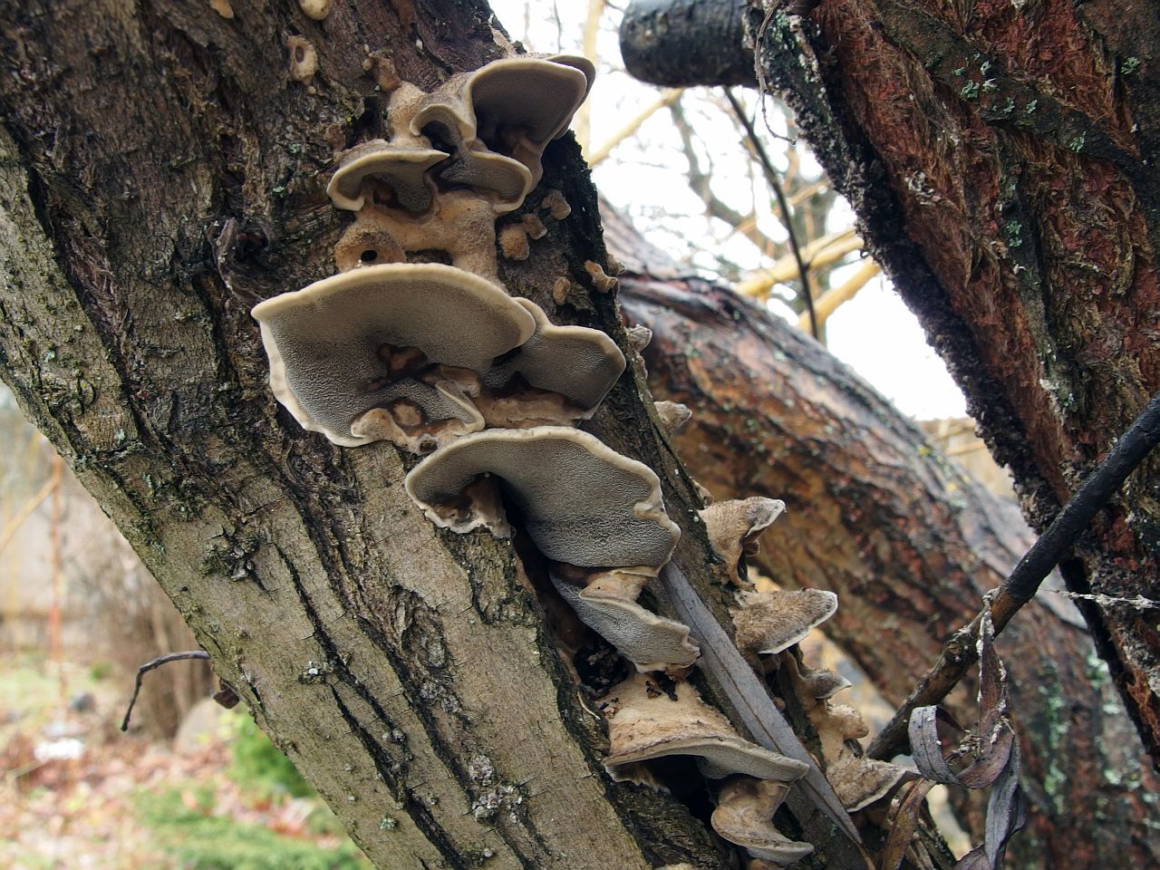 Bjerkandera adusta
