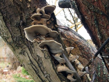 Bjerkandera adusta