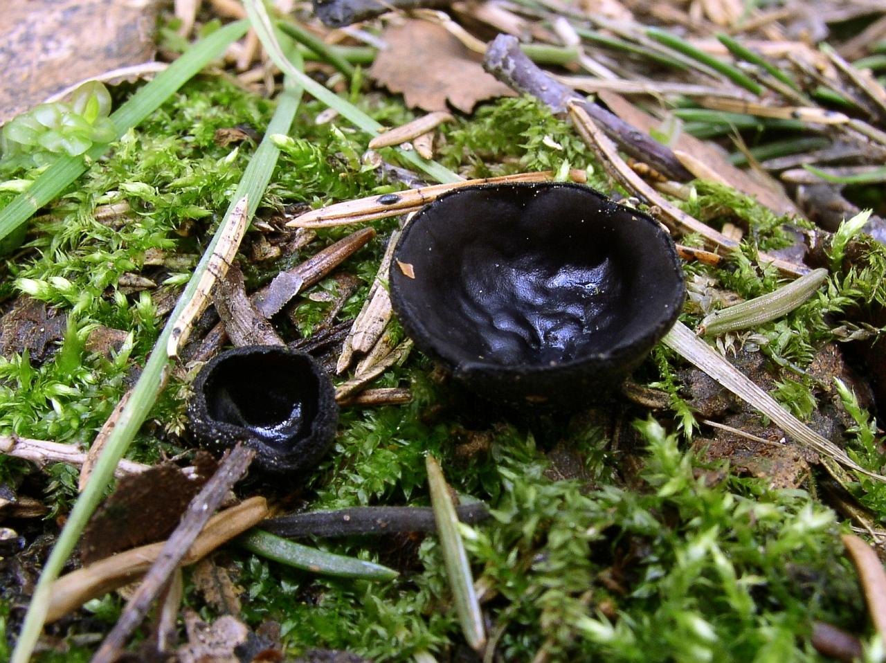Pseudoplectania