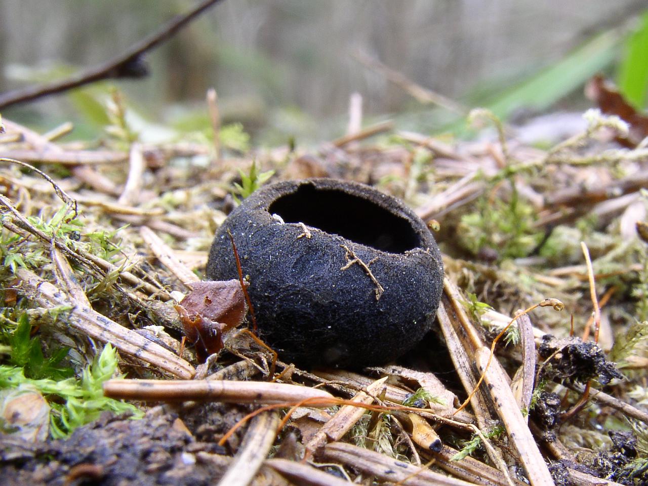 Pseudoplectania nigrella