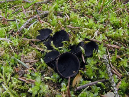 Pseudoplectania nigrella