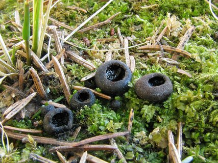 Pseudoplectania nigrella